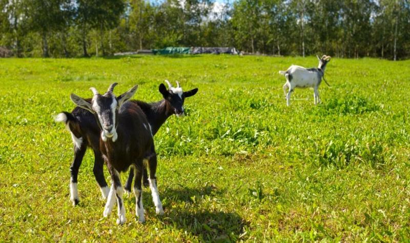 Villa Gospodarstwo Agroturystyczne Jacwing Giby Exterior foto